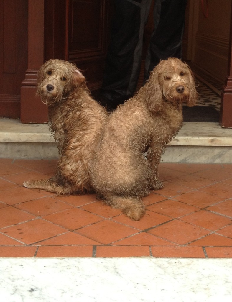 Drowned Rats 3