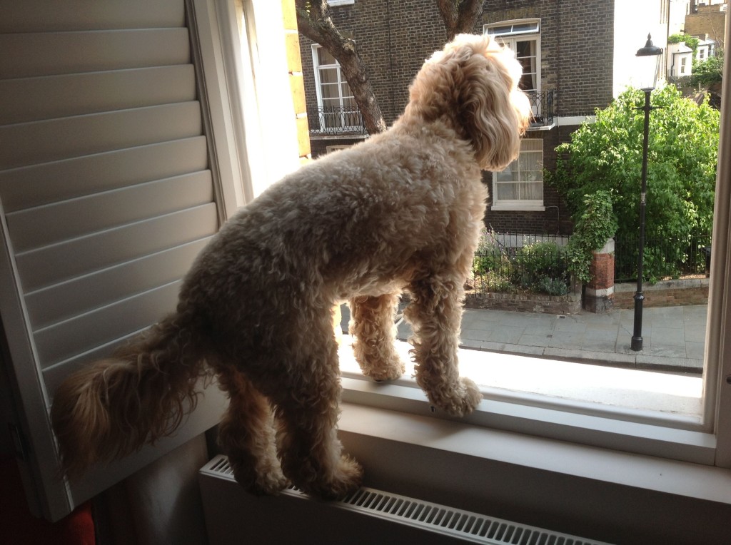 Looking out the window 2