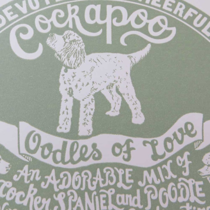 cockapoo-detail-square-web