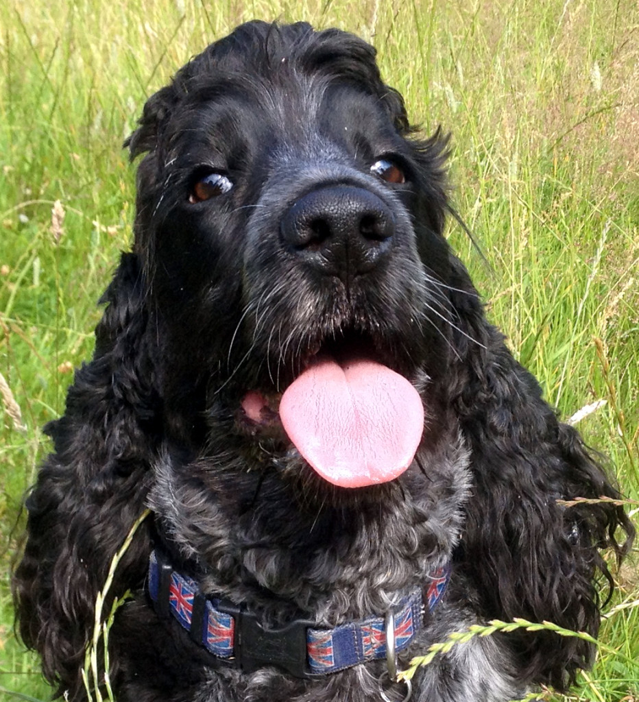 Pippa
