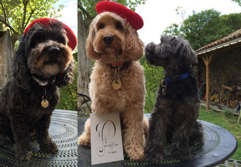 May's dogs1