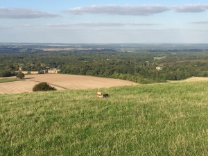 IMG_3291