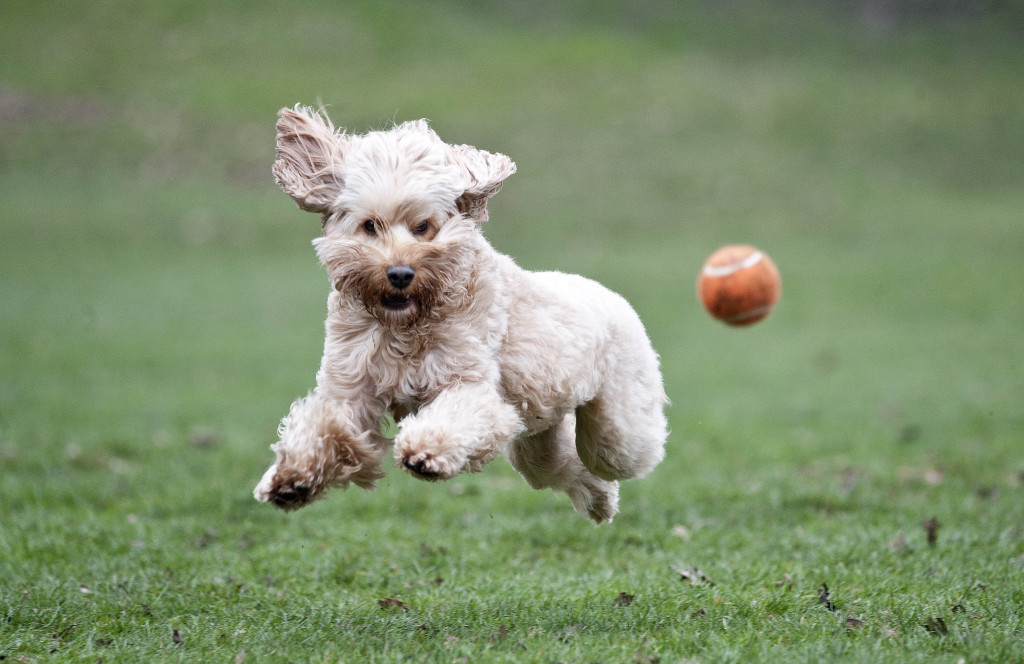 Picture David Crump 19th March 2015. News Special on 4 year old Cockerpoodle Miss Darcy, possibly one of the most travelled dogs in Great Britain. Picture shows Miss Darcy playing in Hyde Park.