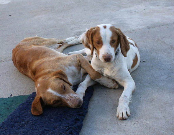 dogs-385021