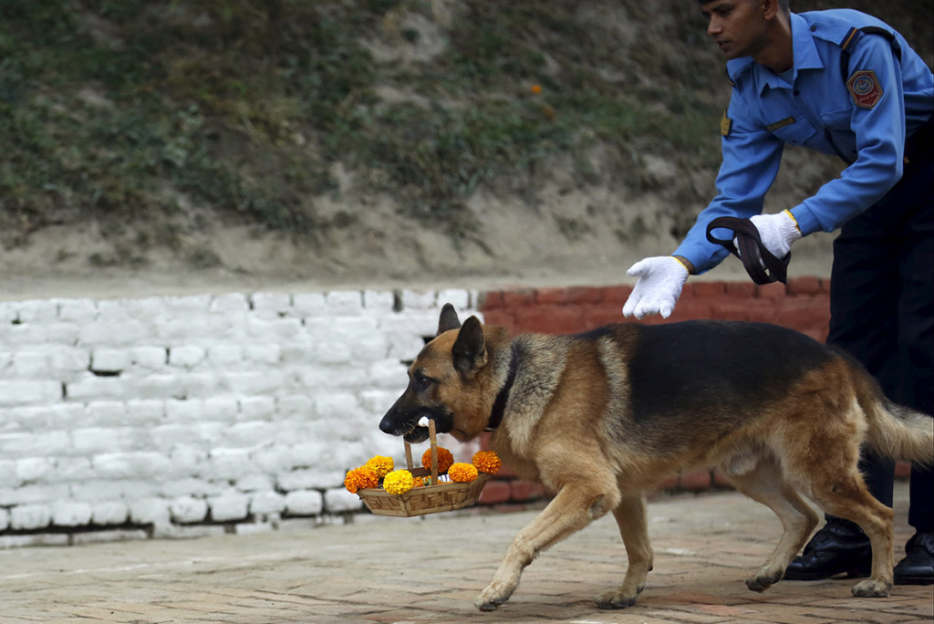 tihar 5