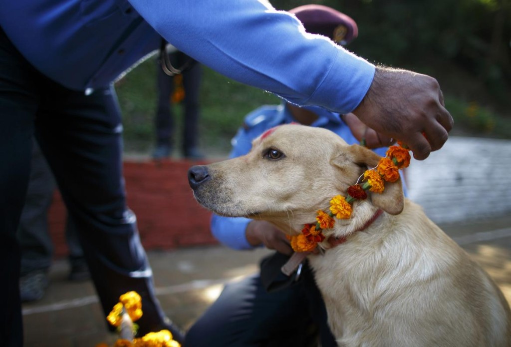 tihar-festival-honoring-animals
