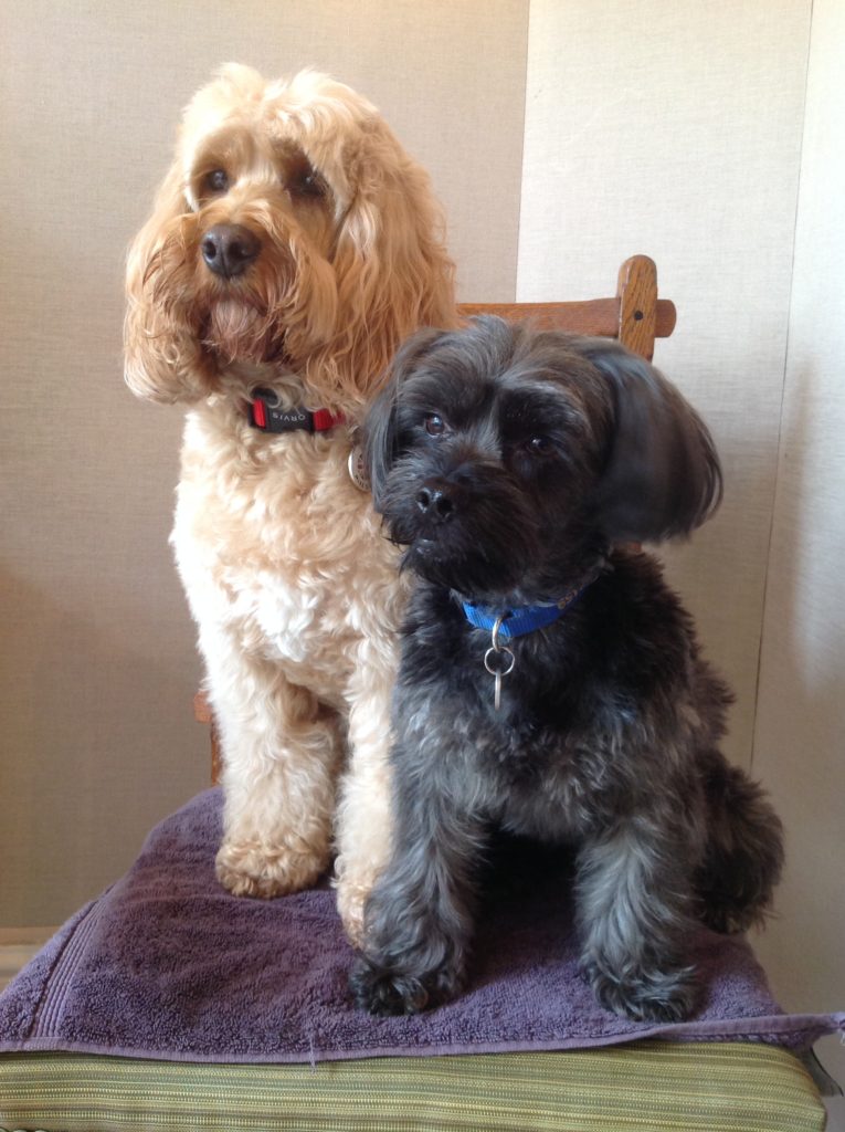 Darcy and George 3