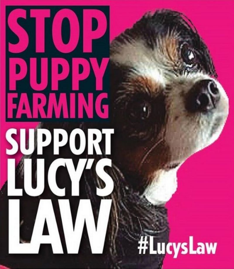 0_Stop-Puppy-Farming-Lucys-Law