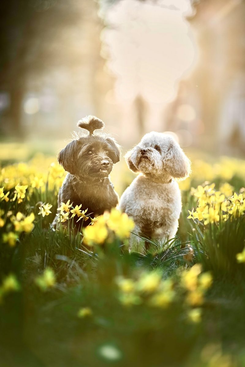 KELLY CHOW AIKEN DOG PHOTOGRAPHY 2025