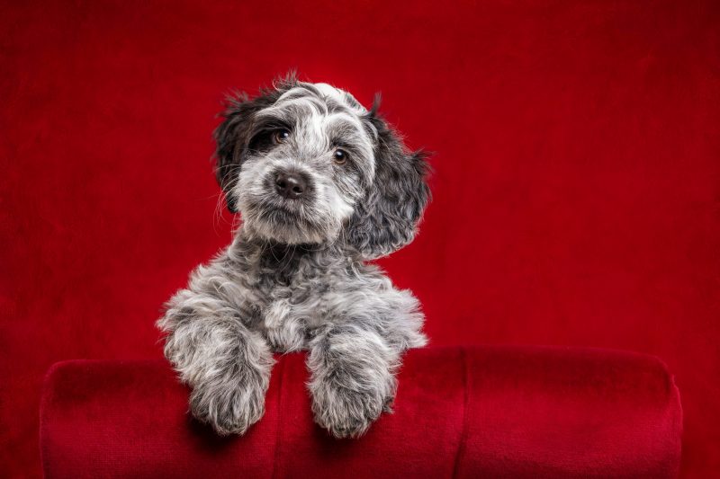 Lenny the maltese/spaniel puppy at 12 weeks in the studio