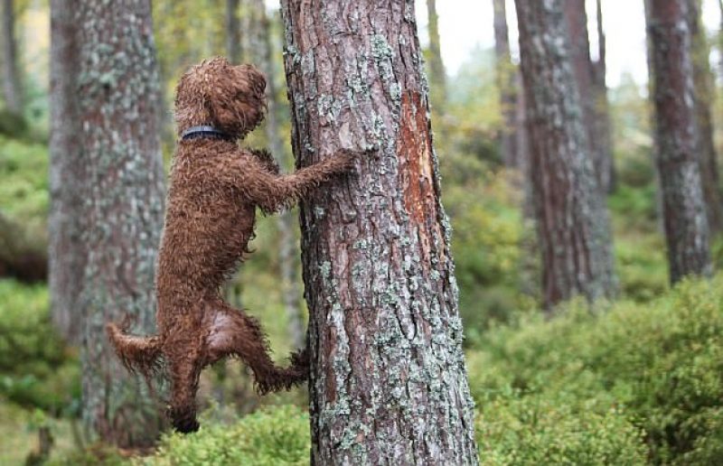 Fern the Cockapoo who loves to climb trees...see dog climbing trees story...pic Peter Jolly
