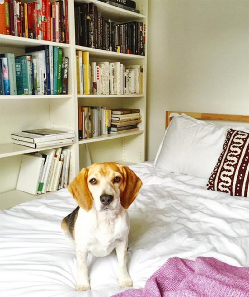 6-meghan-markle-dog-on-bed-by-bookshelf