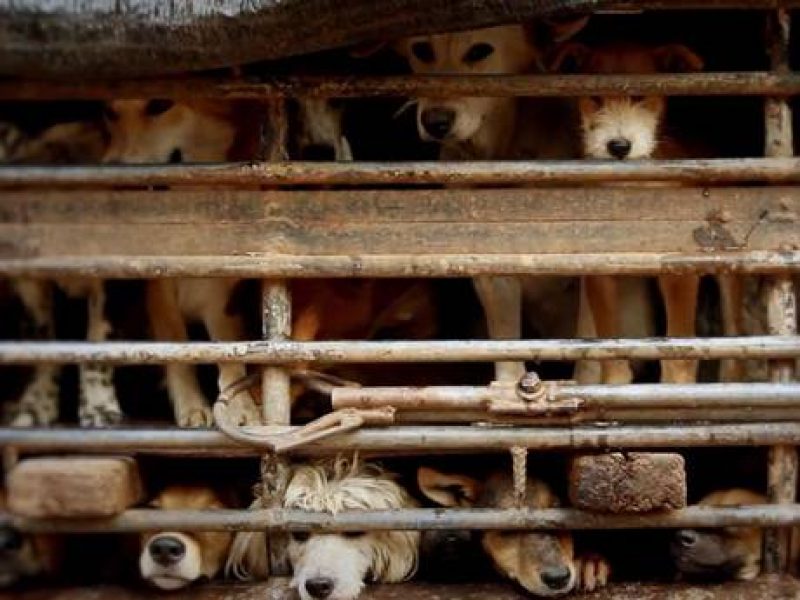 Dog-campaign