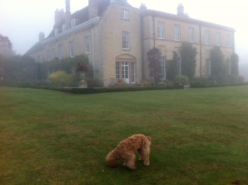 Downton Darcy 3