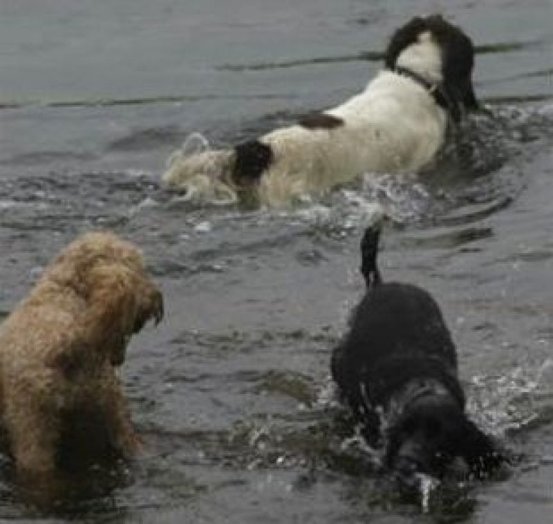 Frolic 2