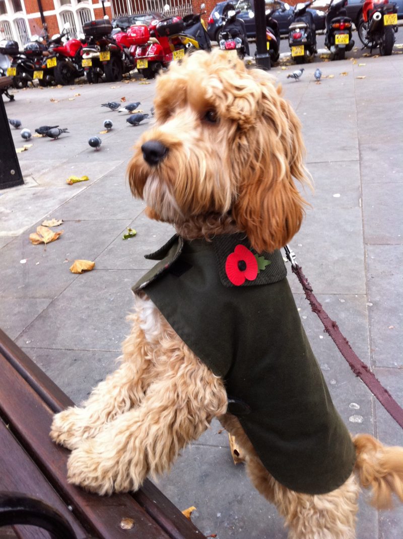 Waxed coat - the Barbour look with my poppy from Earth Bound