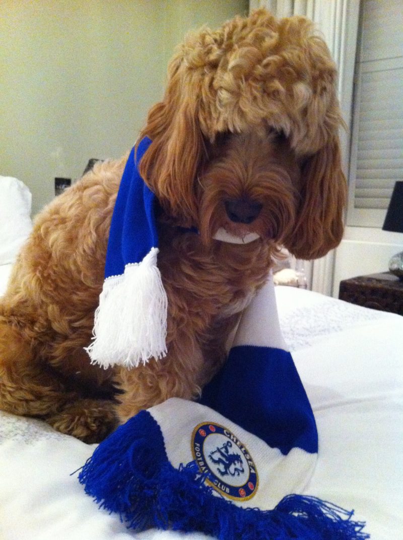Chelsea FC scarf - when Chelsea won the FA Cup in 2012