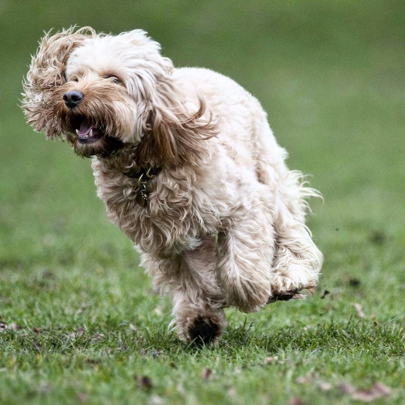 Picture David Crump 19th March 2015.  News Special on 4 year old Cockerpoodle Miss Darcy, possibly one of the
most travelled dogs in Great Britain.  Picture shows Miss Darcy playing in Hyde Park.
