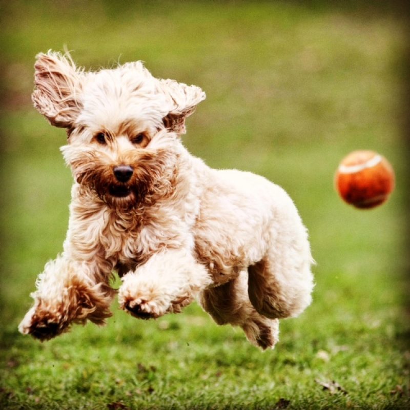 Picture David Crump 19th March 2015.  News Special on 4 year old Cockerpoodle Miss Darcy, possibly one of the
most travelled dogs in Great Britain.  Picture shows Miss Darcy playing in Hyde Park.