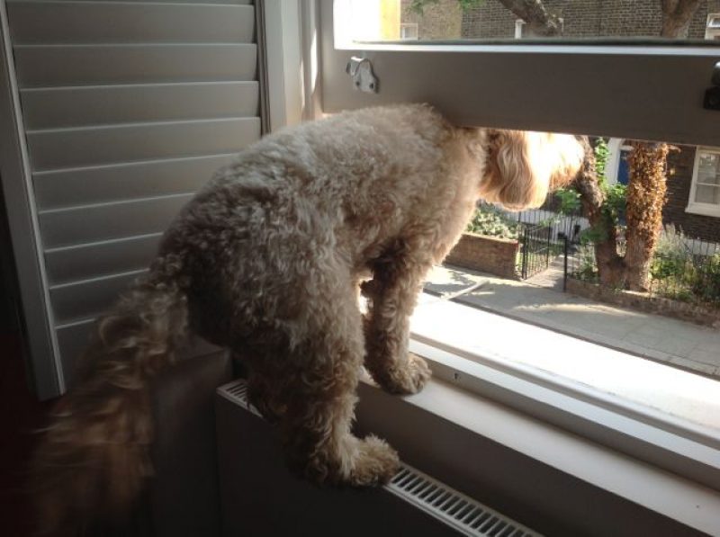 Looking out the window