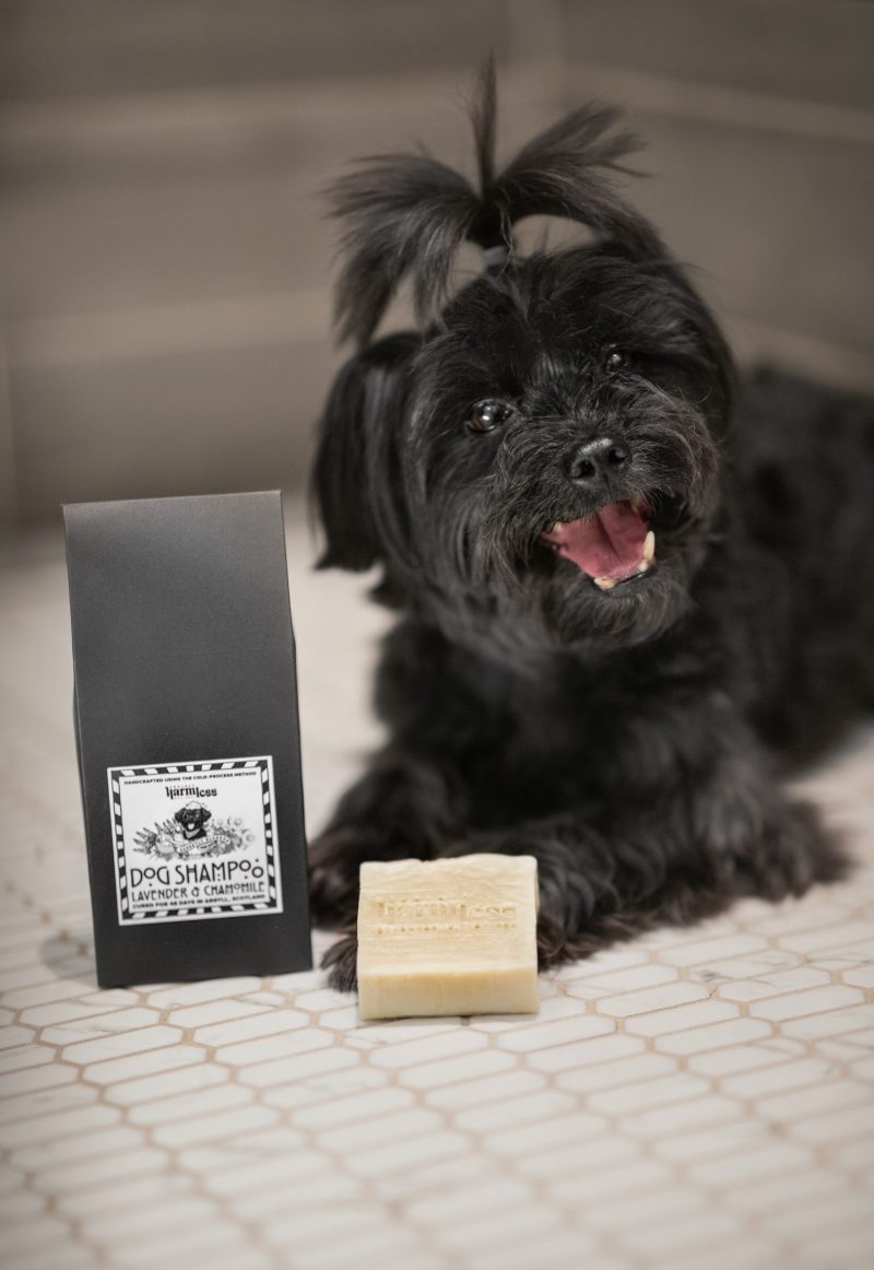 KELLY CHOW AIKEN DOG PHOTOGRAPHY 2025
