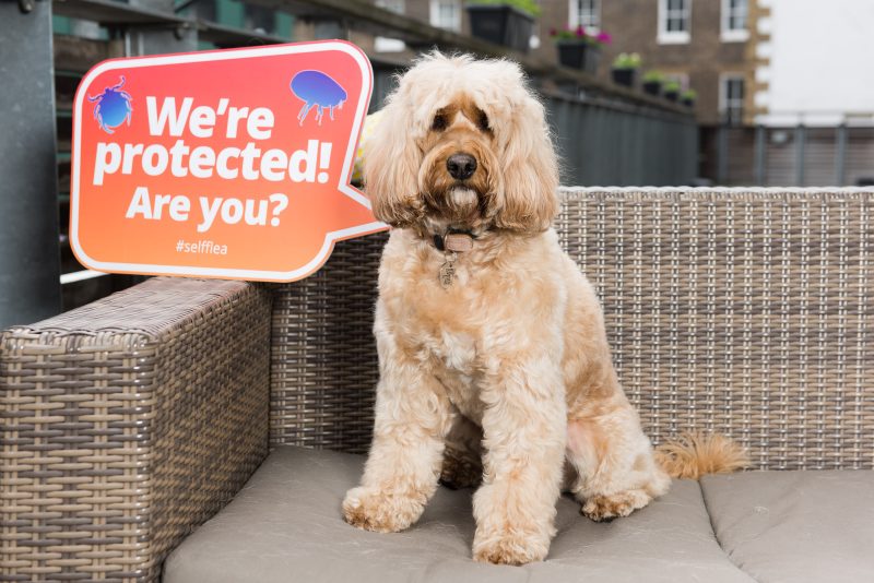 The Big Flea Project study launch by MSD Animal Health (maker of Bravecto) - Picture date Friday 25 May, 2018 (London, Greater London) 
 
Photo copyright, contact for licensing. For licensed images, credit should read: Jonathan Pow/jp@jonathanpow.com