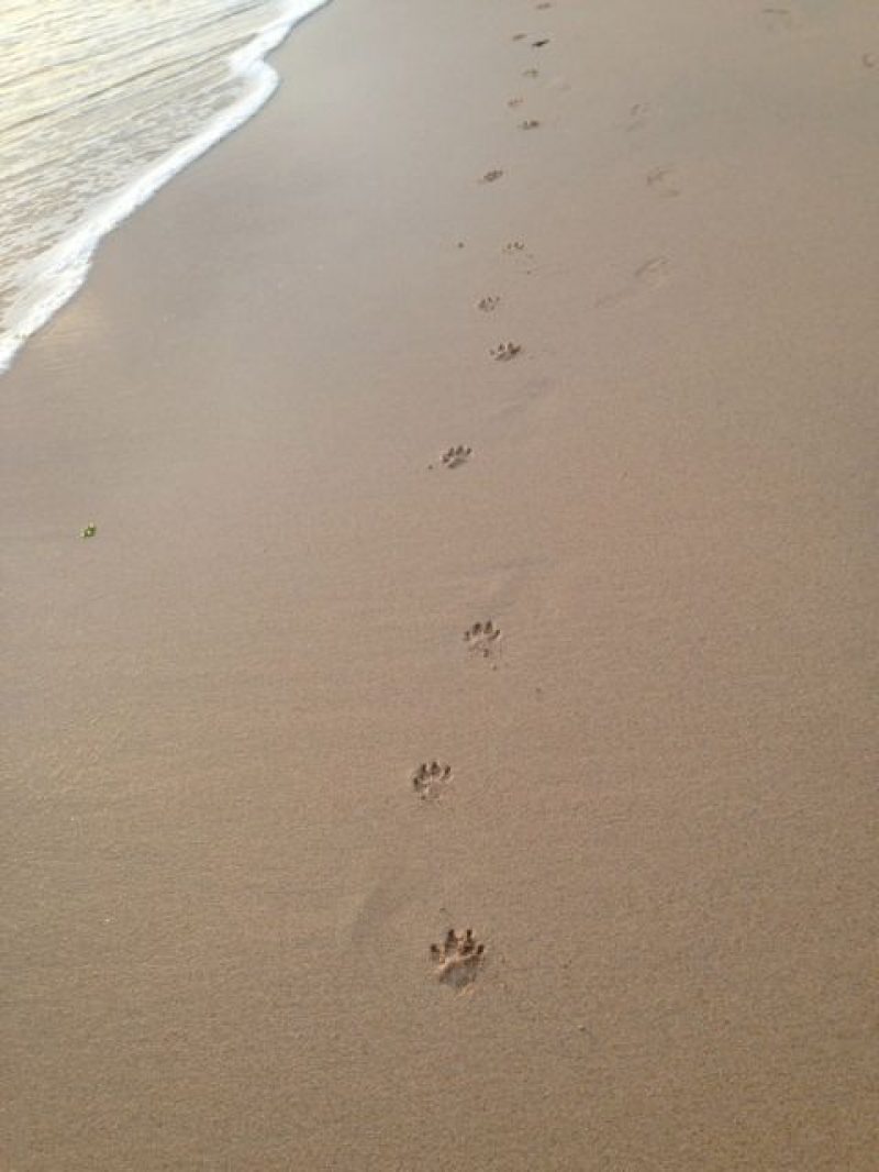 Pawprints
