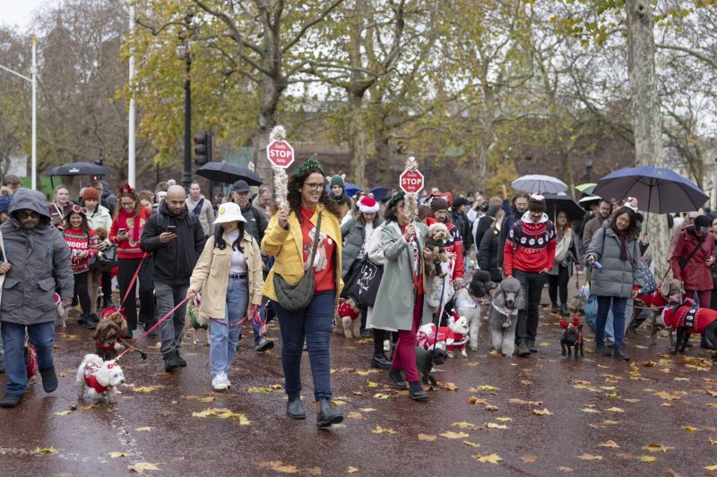 Rescue Dogs of London-24