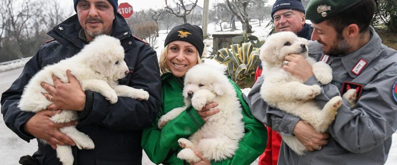 ap-rescued-puppies-italy-01-jc-170123_12x5_1600