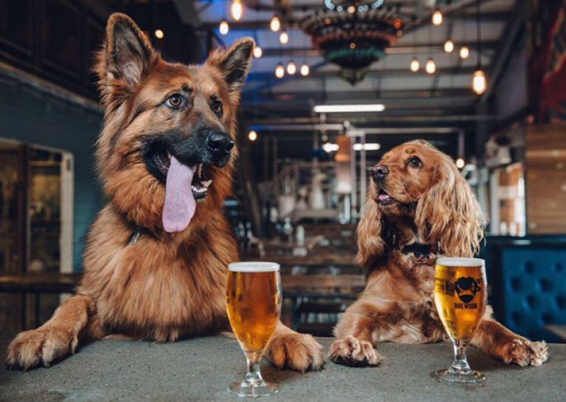 brewdog-dogs