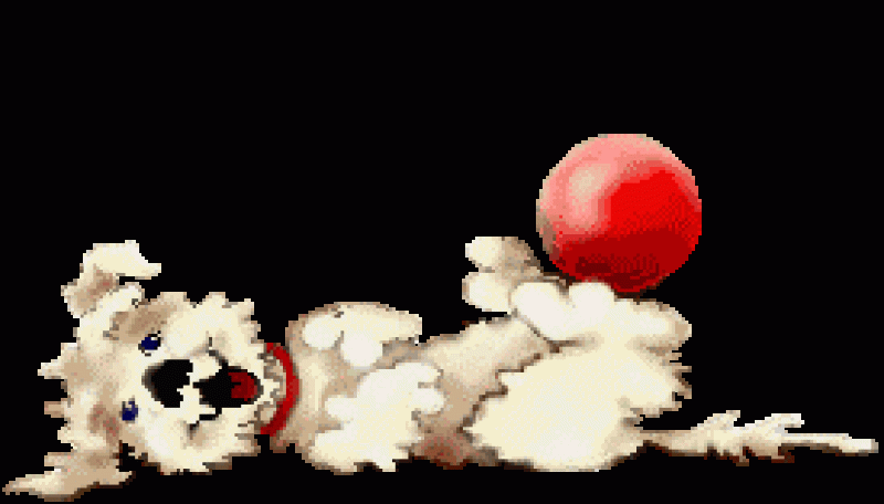 dog  ball
