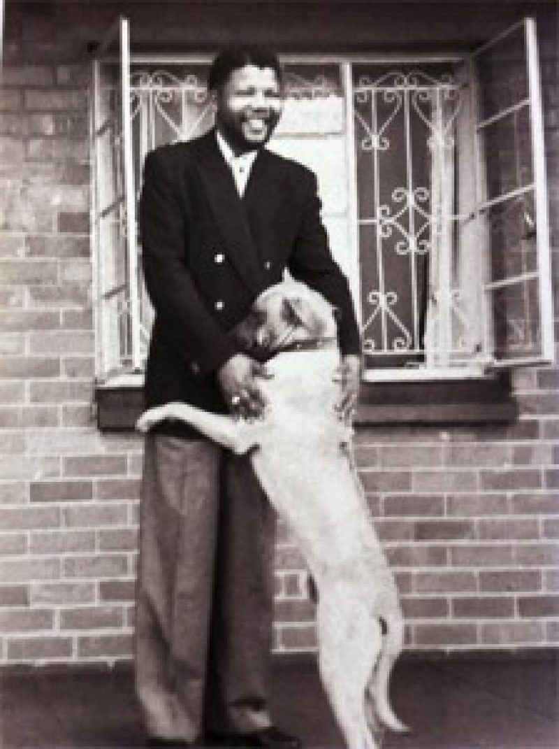 mandela-dog-224x300