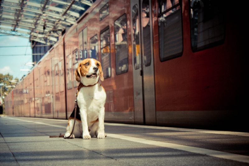 pets-to-paris