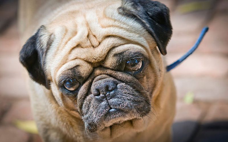 pug_3009883b