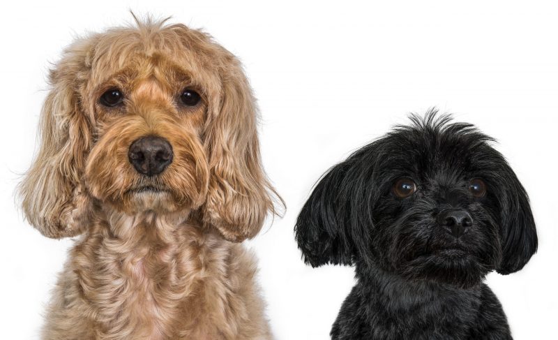 two dogs-2