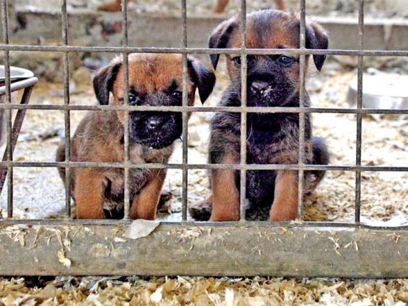 web-puppies-rspca